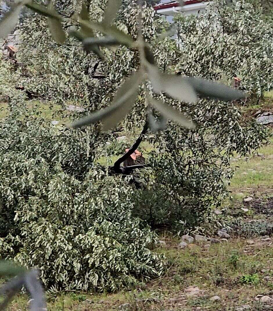 Özgür Özel’in Milas Ziyareti Öncesi  CHP Milas İlçe Başkanının Zeytin Ağaçlarını Kestiği İddiası 5